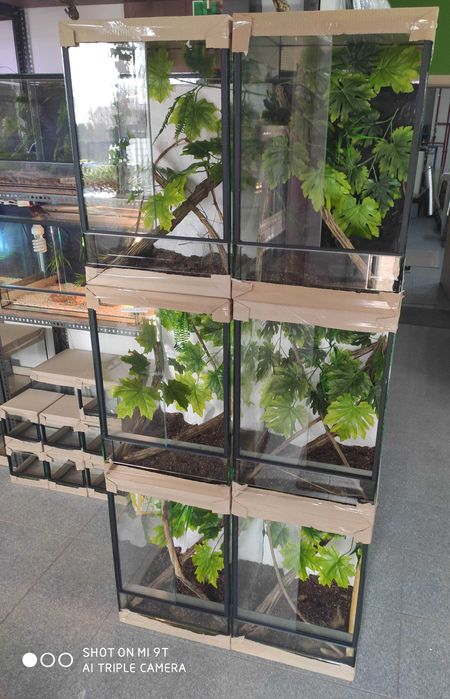 Komplet promocyjny, gekon orzęsiony + terrarium