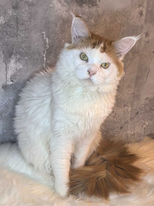 Kocurek Maine Coon