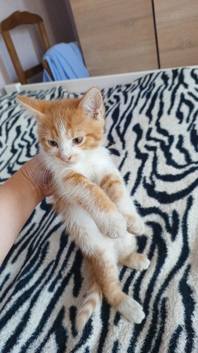 Кошеня Бровари, руде кошеня