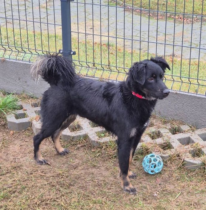 Młodziutki Zenit do adopcji