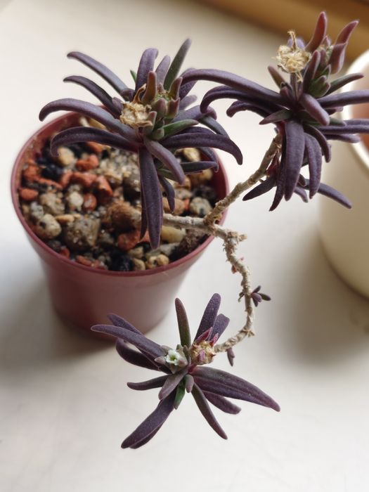 Delosperma bosseranum kaudeks sukulent w osłonce ceramicznej dekoracja