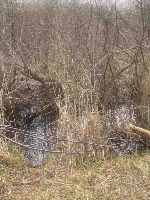 Нижча Дубечня, 2 га, ОСГ. Чудове місце для бізнес-проекту.