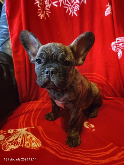 Buldog francuski, Piesek, Gotowy do odbioru, PASZPORT