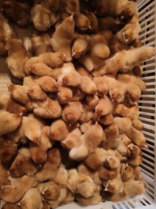 Pisklęta kurek 15ras! Zapraszamy do zapisów!