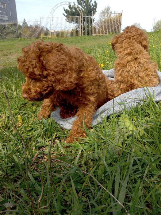 Той пудель.девочки