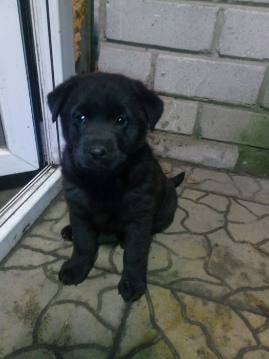 Дівчинка,21,10.25р.н лабрадоренята мама третє фото