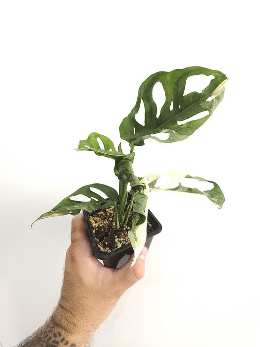 Monstera Adansonii variegata