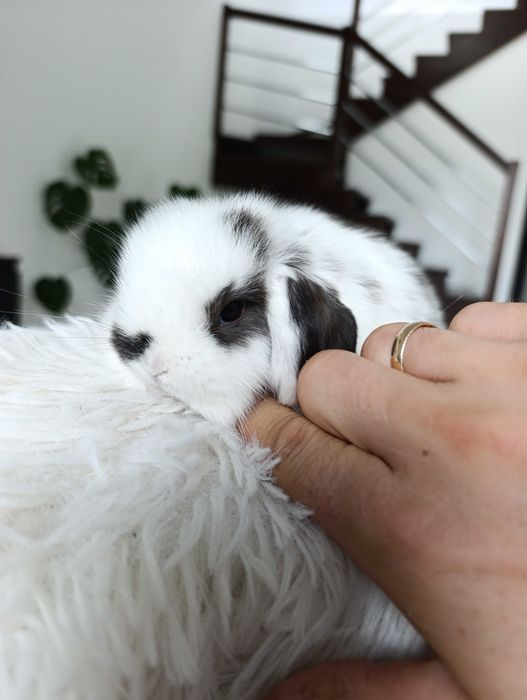 Mini lop karzełek Teddy hodowla