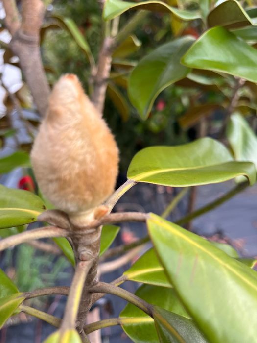 Magnolia GRANDIFLORA Little Gem Zimozielona