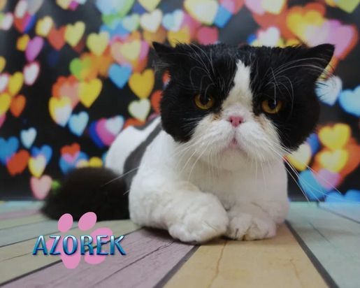 Strzyżenie czesanie kotów Fryzjer dla kota koci Katowice Chorzów Bytom