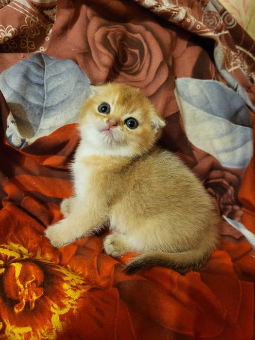 Чудовий хлопчик золота шиншилла.