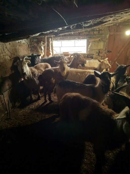 Продам коз дойных (Брынзу )