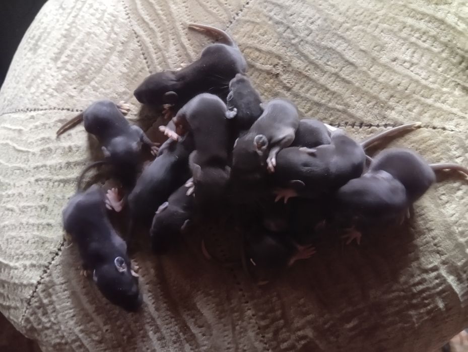 Крыски Дамбо через месяц 50 грн.