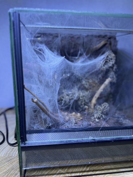 Ptaszniki + terrarium