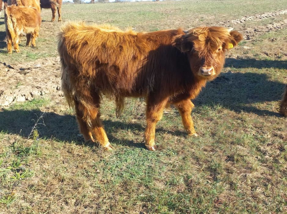 Szkockie Krowy Wysokogórskie (Highland Cattle)