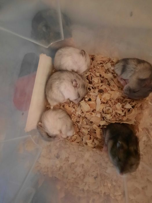 Хомяки, джунгарики