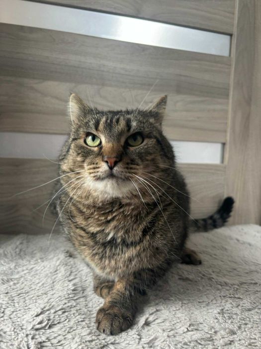 Boczek  - dwuletni przytulas poleca się do adopcji.