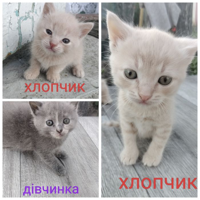 Кошенята 1.5 місяців в добрі руки.