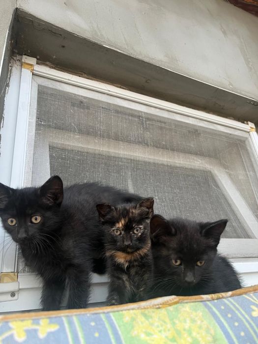 Віддаю котят у добрі руки