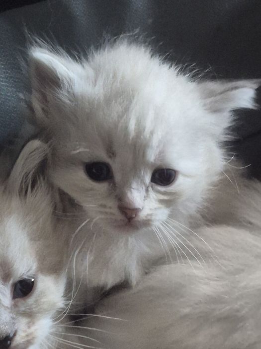 po Championach rodowód FPL FIFE Neva Masquerade kotka kot Syberyjski