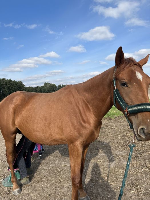 Sprzedam klacz wielkopolską