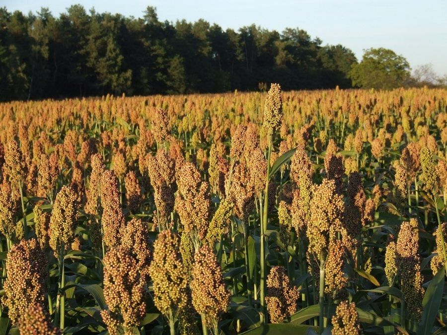 Sorgo czerwone ziarnowe  czyszczone