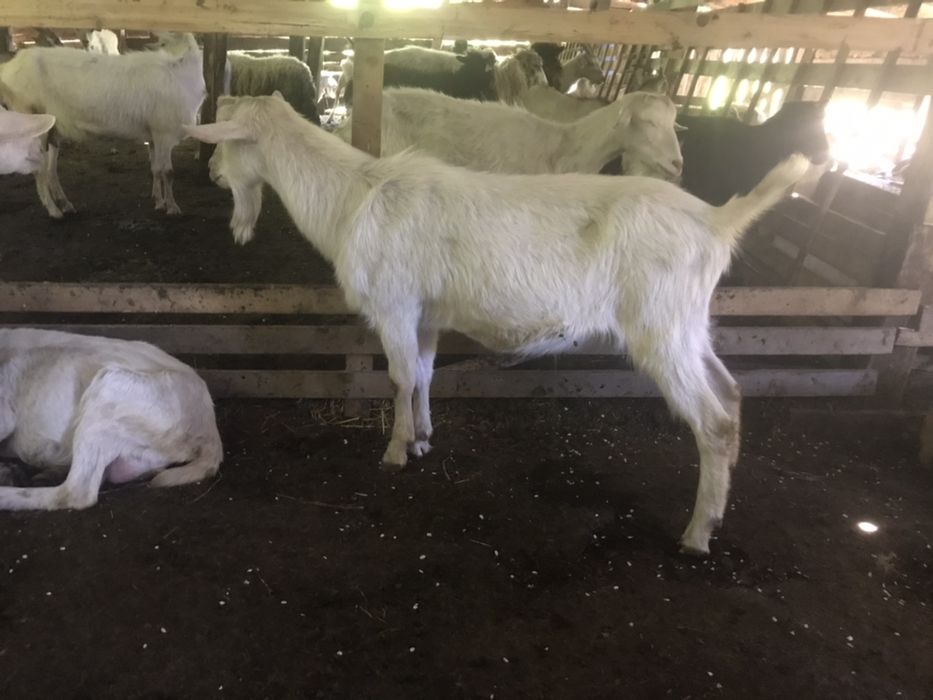 Зааненський козел