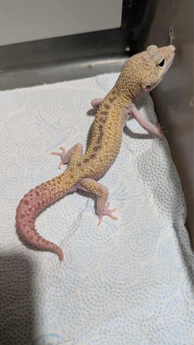 Eublefar lamparci samiec