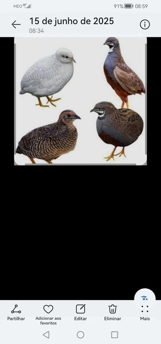 Pato Carolino macho de 2025