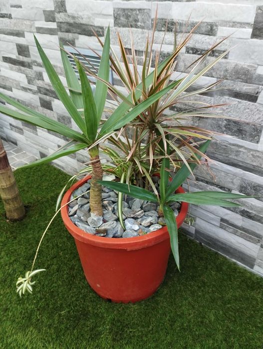 Palmeiras Australianas e yuka elephantus e dracaenas