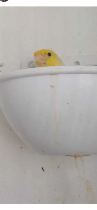 Canários Roller Harz