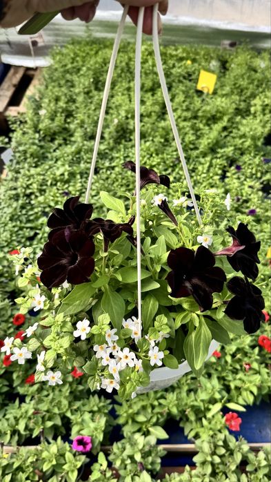 Петунія сурфінія ( сульфінія)в кашпо розсада