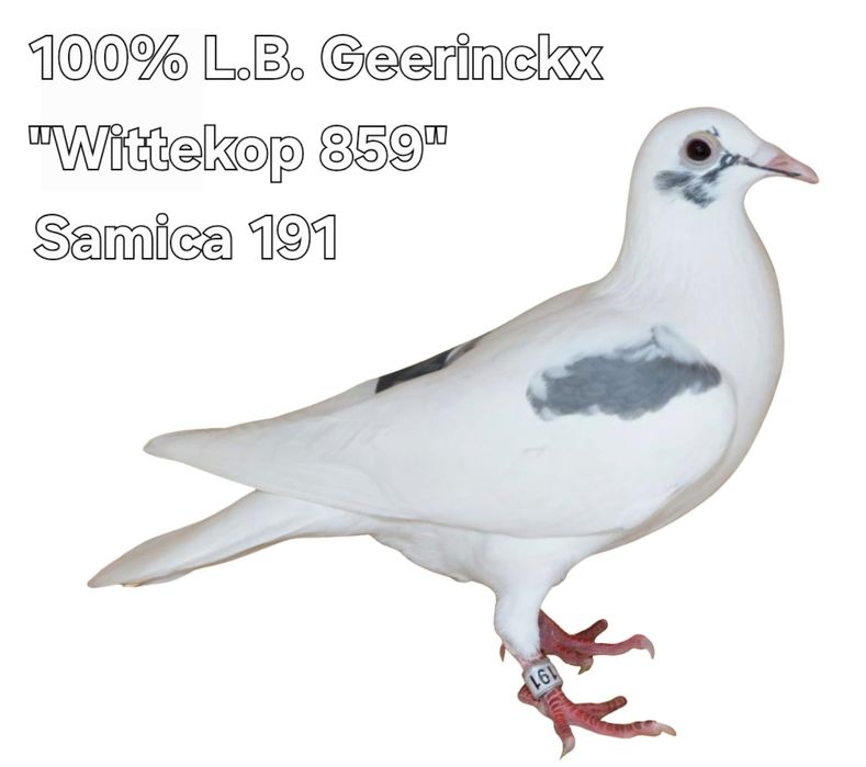 Gołąb pocztowy Samica 100% L.B Geernickx ,,Wittekop 859,,