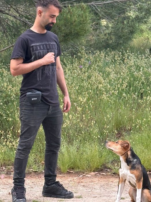 Dog Walking & Pet Sitting- passeios com Treino incluido