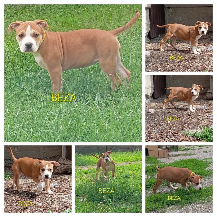 American Staffordshire Terrier