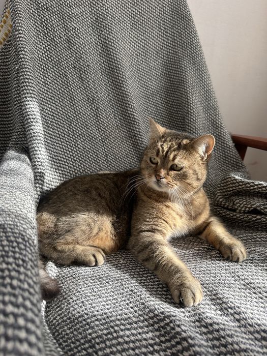 Котик звати Маркуся