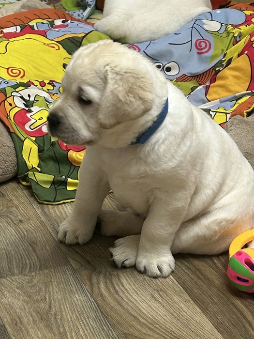 Щенки лабрадор ретривер