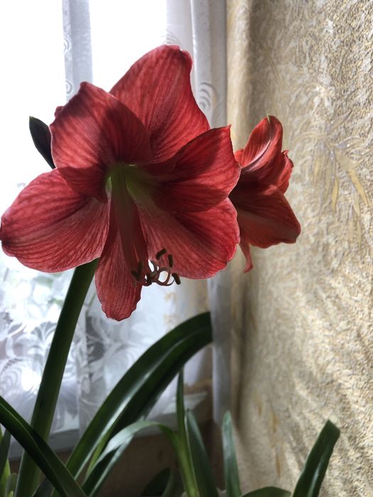 Розпродаж Амаріліс Гіппеаструм.