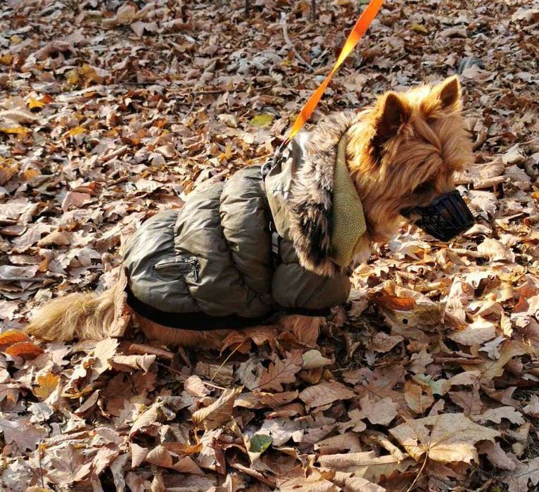 zimowa kurtka dla psa