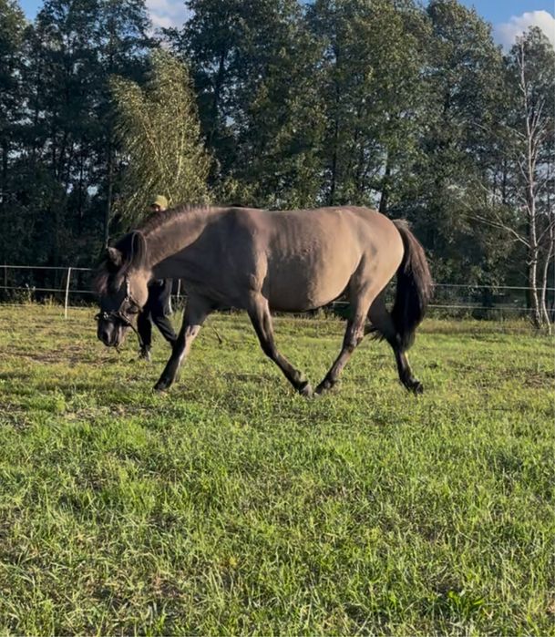 Przemiła klacz wszechstronna konik polski 10 lat
