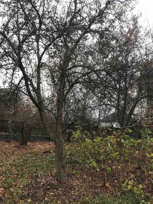 Продам дачу з великою ділянкою в селі Гірманка, Чернігівський район