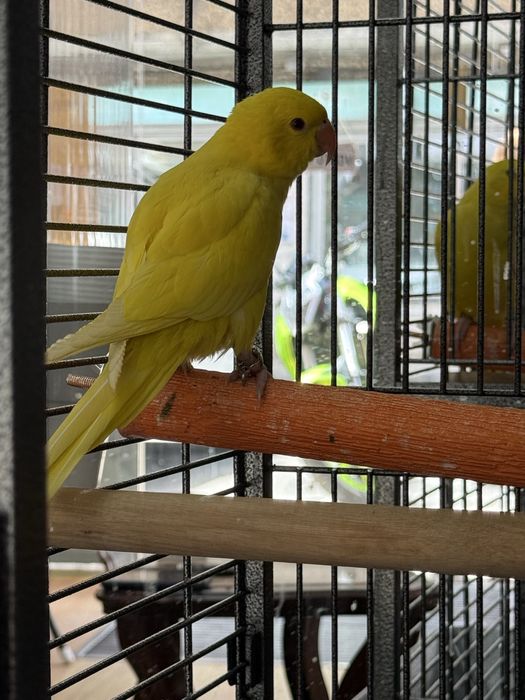 Ringneck amarelo um femia um macho