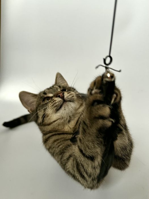 Кот котенок 5 месяцев без глаза