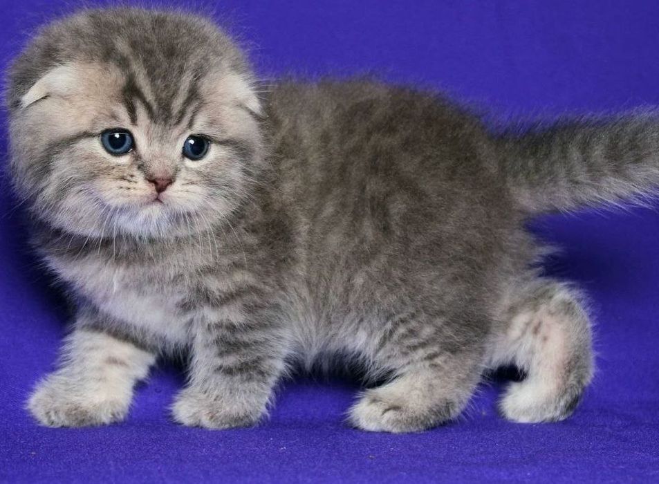 Безумно красивые котята