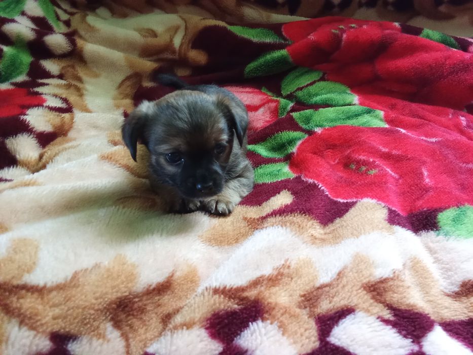 Продаються собачки