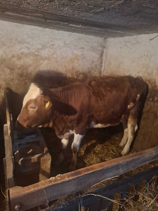 Likwidacja gospodarstwa. Jałowka + krowa na wycieleniu. 2 cielatko.