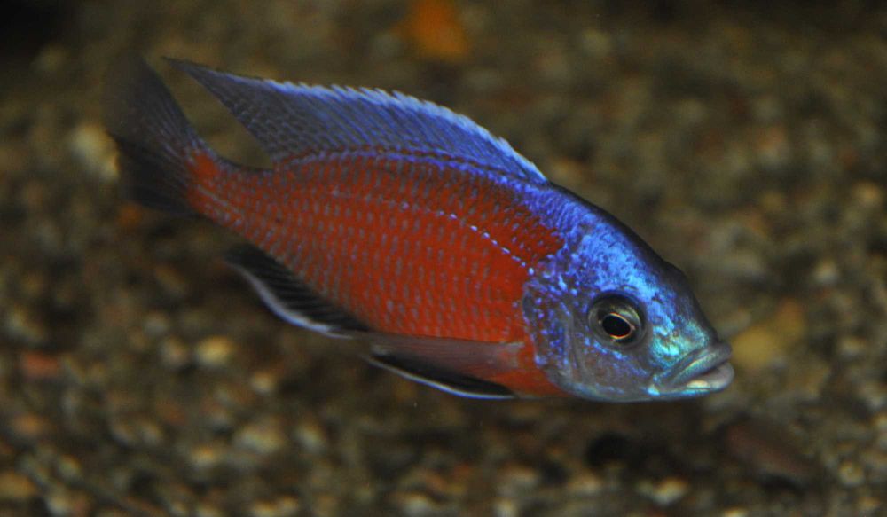 Pyszczak Borleya - Copadichromis borleyi - dowozimy, wysyłamy