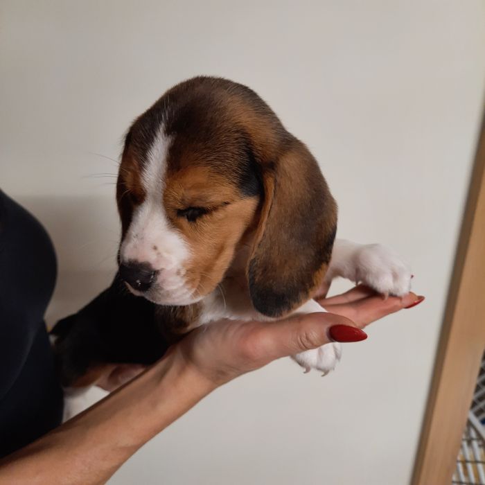 Beagle śliczny szczeniak