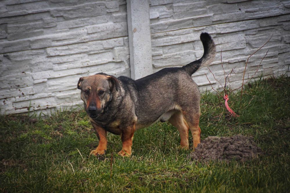 Mobil - średniej wielkości psiak