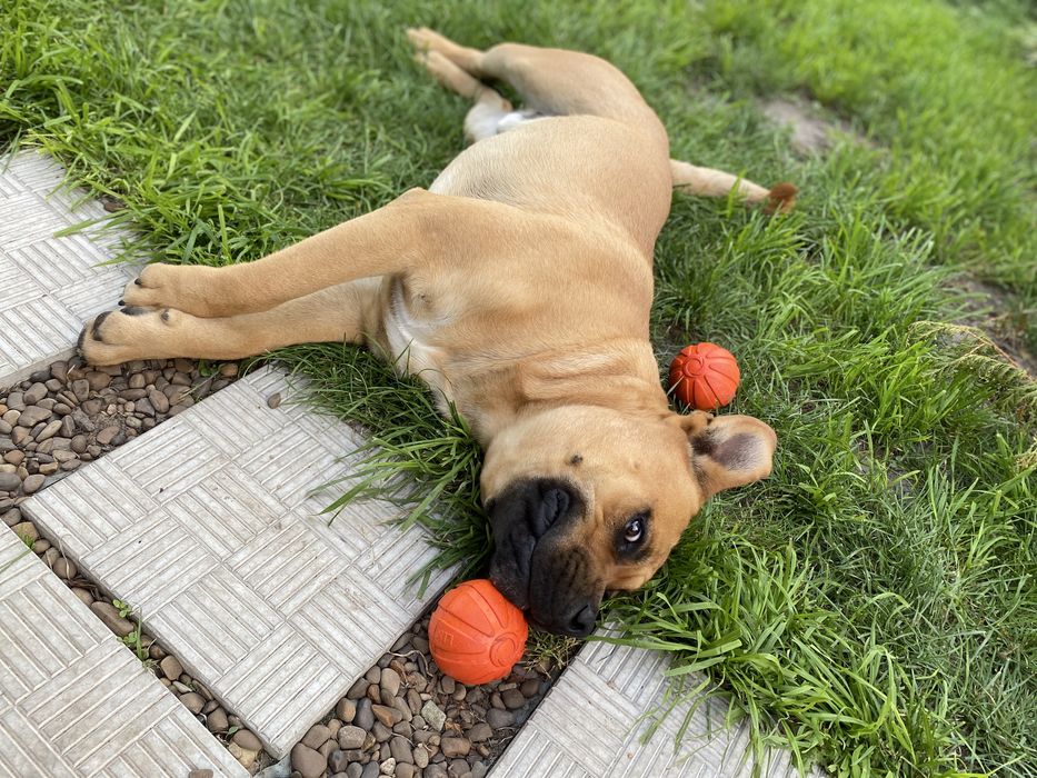 Вʼязка Ка Де Бо майоркский мастиф